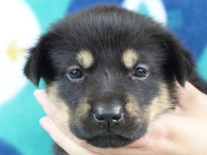 chinook puppy